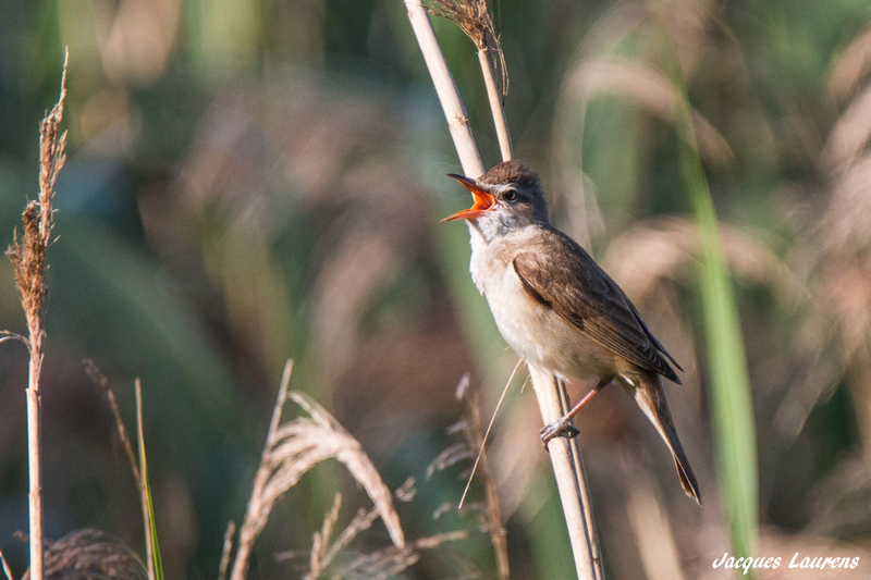 en Brenne Rousserolle turdoïde.jpg